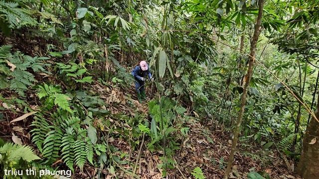 Finishing Bamboo Gate, Finding And Picking Forest Rambutan For Sale - TRIỆU THỊ PHƯƠNG - Ep.18