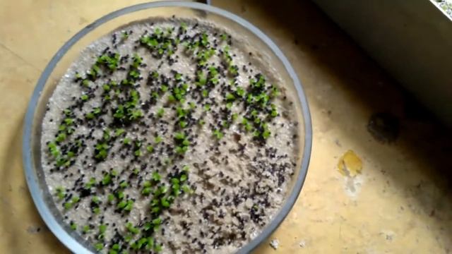 Посев кактусов смотреть онлайн