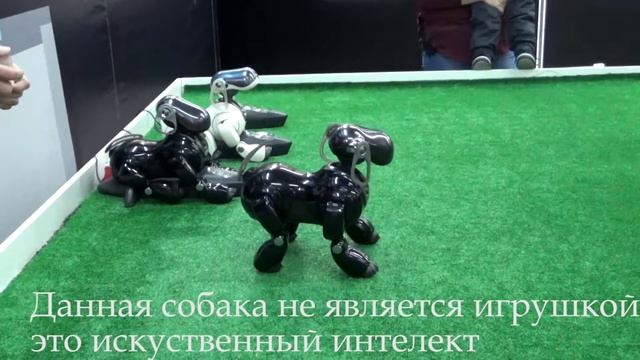 Интерактивная научная выставка «Город Роботов» смотреть онлайн