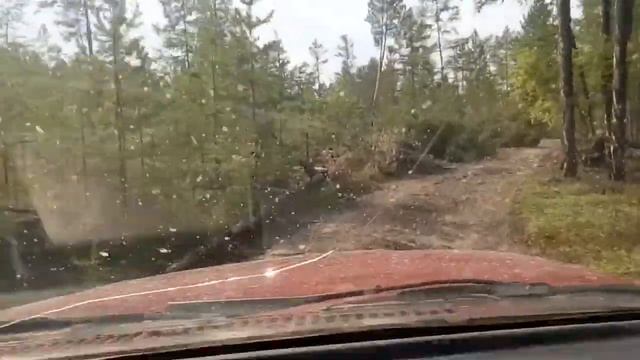 Едем через поваленный ветром лес.
