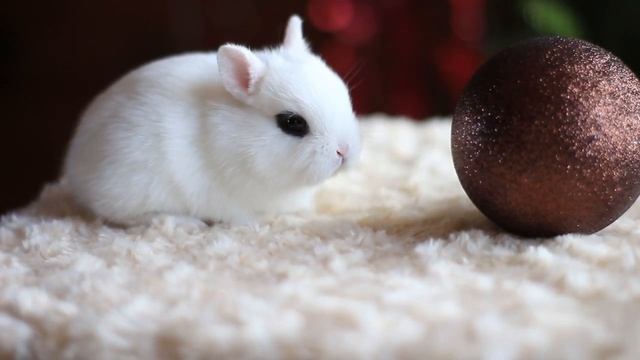 Юнга, цветной карликовый кролик, хотот, мальчик смотреть онлайн