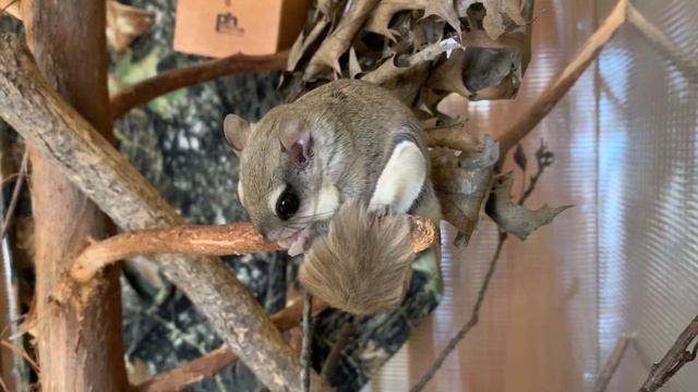 Westwood Hills Nature Center Southern Flying Squirrel смотреть онлайн