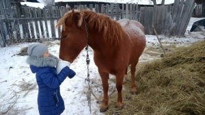 Сколько стоит содержать лошадь в деревне?
