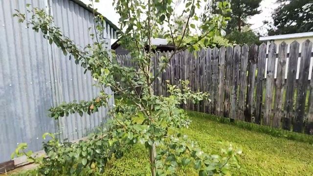 Груша.Несовместимость подвоя и привоя.