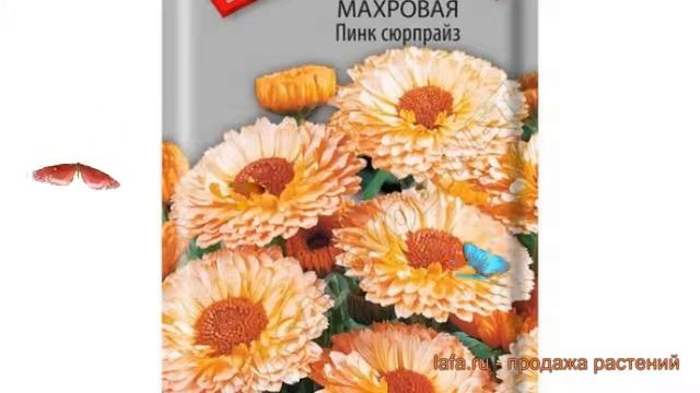 Календула махровая Пинк сюрпрайз ? обзор: как сажать, семена календулы Пинк сюрпрайз смотреть онлайн