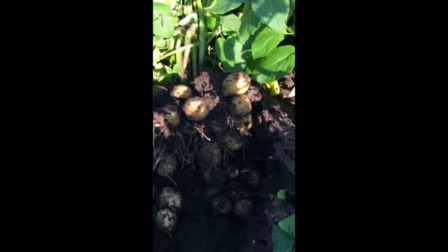 Технология возделывания картофеля в Журавлёвке смотреть онлайн