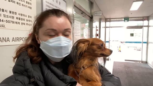 У нас пополнение! Новый щенок и ковид/KOREA VLOG смотреть онлайн