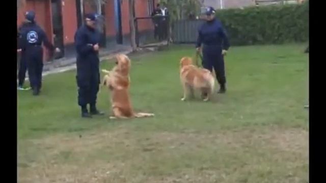 Los héroes de Chanchamayo смотреть онлайн