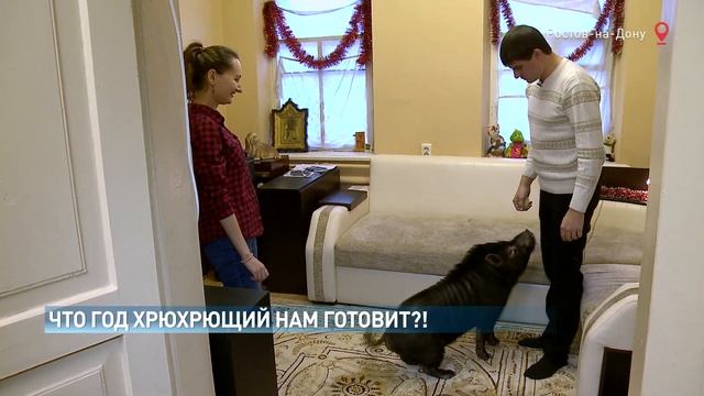 Год свиньи будет шедрым: поговорили с владельцем мини-пига смотреть онлайн