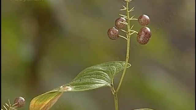 Опасные ягоды смотреть онлайн