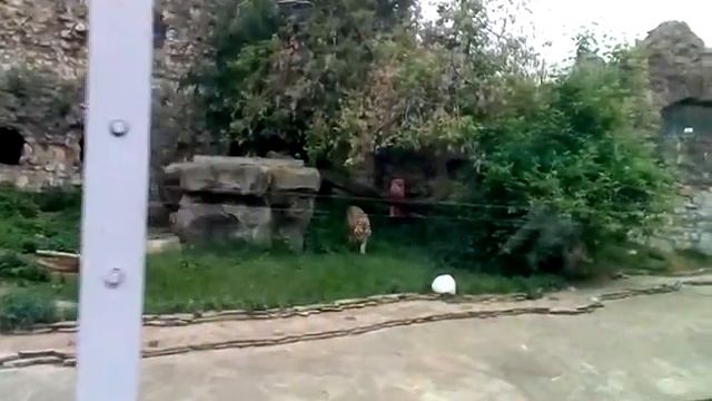 В Московском зоопарке черная антилопа олень Давида малул тигр амурский такин двухгорбый верблюд дне смотреть онлайн