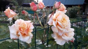 ✿➽ Роза Карамелла в нашем саду  ??2019