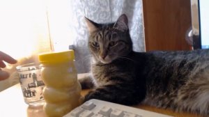 Мой кот балдеет