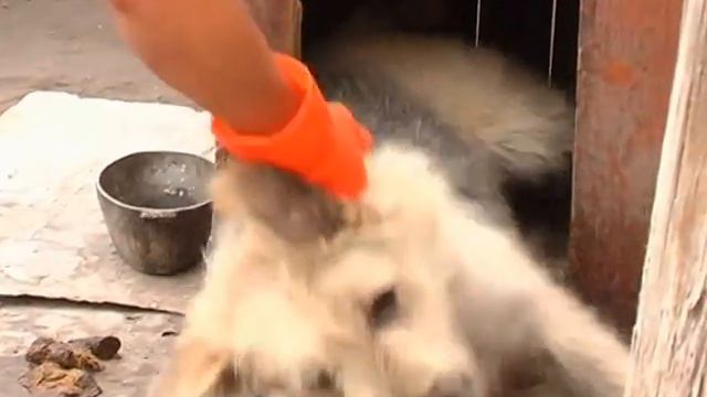 правда о судьбе бездомных животных в астане смотреть онлайн