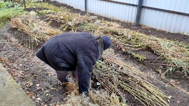 Чеснок и лук - правильно сажаем под зиму (часть 2 - укрытие) смотреть онлайн