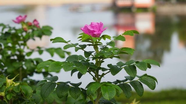 Olympus E-M10 Mark III - autofocus C-AF смотреть онлайн