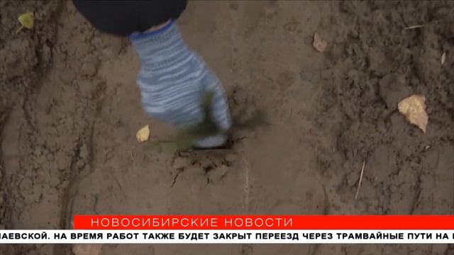 Хвойный лес впервые высадили в Новосибирске с помощью машины смотреть онлайн