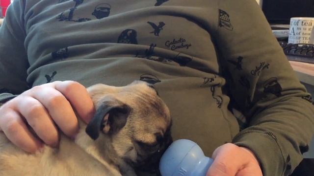 ASMR Doug The Pug - Rubber Toy Chewing & Stroking Puppy [Male][British][Whispering][Ear To Ear] смотреть онлайн