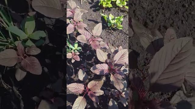 Амарант смотреть онлайн