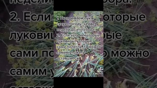 Для чего и когда укладывают лук смотреть онлайн