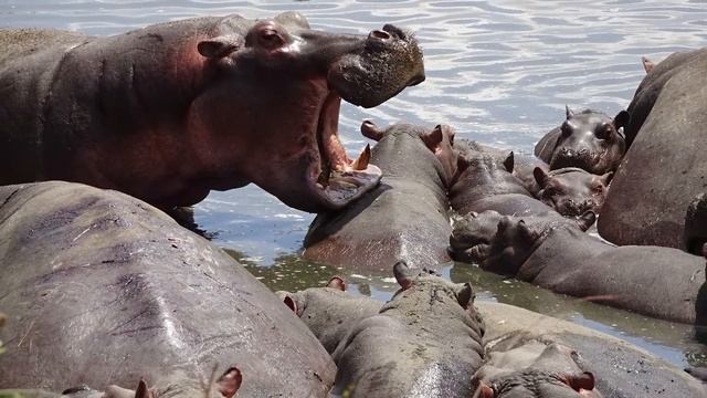 Отдых на Занзибаре ? Отзыв о туре в Танзании смотреть онлайн