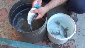 Как посолить и высушить карасей с икрой