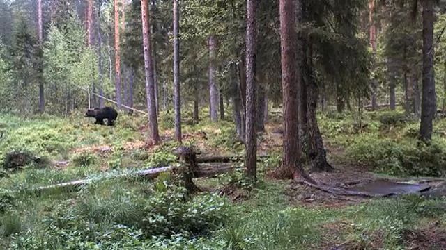 Эстония сосновый бор смотреть онлайн