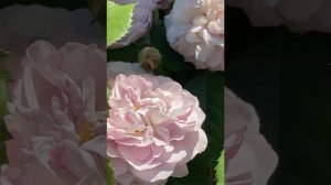 Роза Флоренс де Латре, Гийо, Rosa Florence Delattre, Guillot