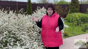 Спирея серая Грефшейм! Весеннее цветение!