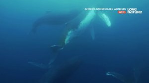 Африканские подводные чудеса 2 серия Капские морские котики