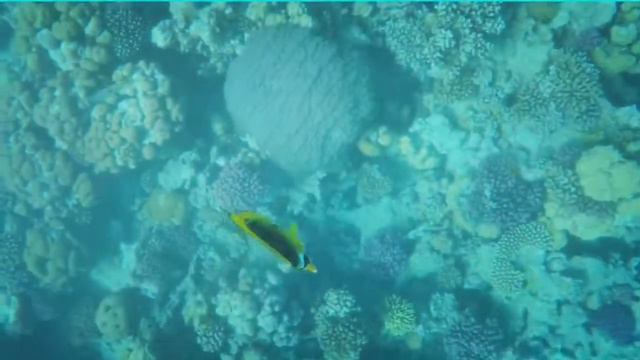 Hurghada Makadi Bay Diving House Reef Red Sea смотреть онлайн