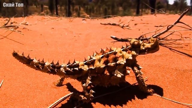 Удивительные животные колючки... В руки не брать! смотреть онлайн