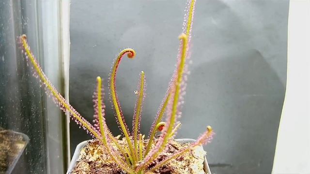 Drosera Filiformis ‘Florida Red’ Coming Out Of Dormancy
