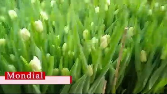 Обзор сортов Mondial и Orca. Выгонка 2021 смотреть онлайн