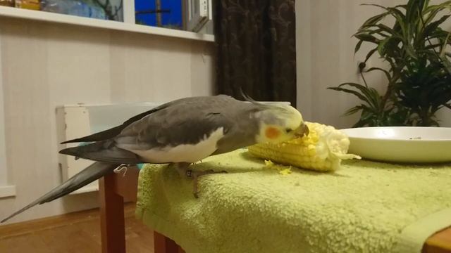 Лакомства для попугаев. Корелла ест кукурузу смотреть онлайн