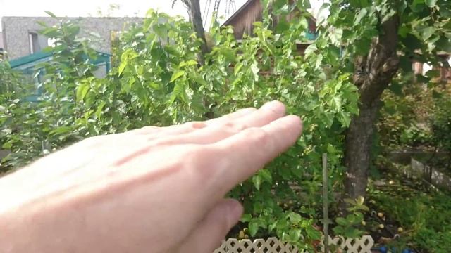 Шелковицы моего сада смотреть онлайн