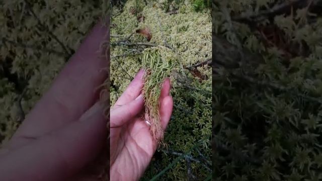 Растения болот. Багульник болотный и мох сфагнум. смотреть онлайн