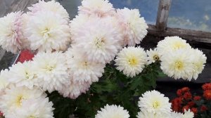 В ГОСТЯХ У ПРЕКРАСНОЙ ЖЕНЩИНЫ  ЦВЕТОЧНИЦЫ ВАЛЕНТИНЫ.