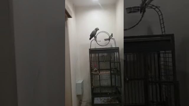 Дикий Жако в семье 3 года