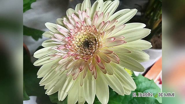 Gerberas | Características, Cuidados Y Algunas Curiosidades 🍃🌸🌼