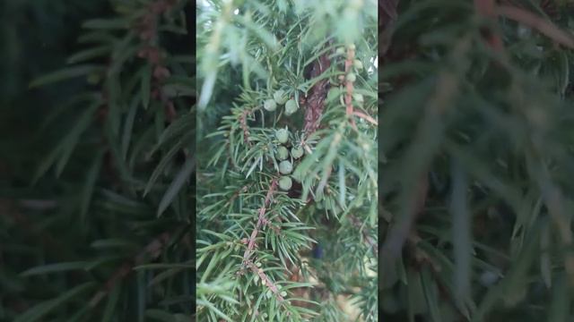 #Shorts ПОКАЗЫВАЮ ЯГОДЫ МОЖЖЕВЕЛЬНИКА на МОЖЖЕВЕЛЬНИКЕ/ЖИВУ на СЕЛЕ*СЕЛЯНИН смотреть онлайн