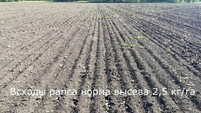 Омская область Москаленский район посев и всходы рапса и ячменя 2022г. Сеялка ВС-Универсальная . смотреть онлайн