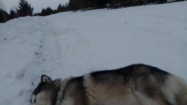 Агрессивен ли Маламут ? Бывает ли Агрессия на человека? смотреть онлайн