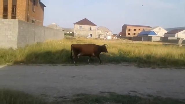 КОРОВА ДАЁТ ЗАДНИЙ ХОД смотреть онлайн