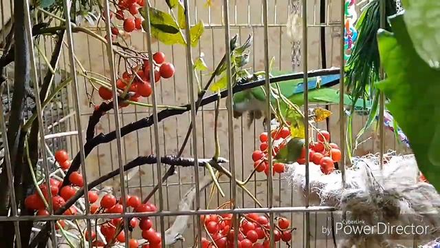 КАК СДЕЛАТЬ ВОЛЬЕР ДЛЯ ПОПУГАЕВ СВОИМИ РУКАМИ?/How to make an aviary for parrots with your own hand смотреть онлайн