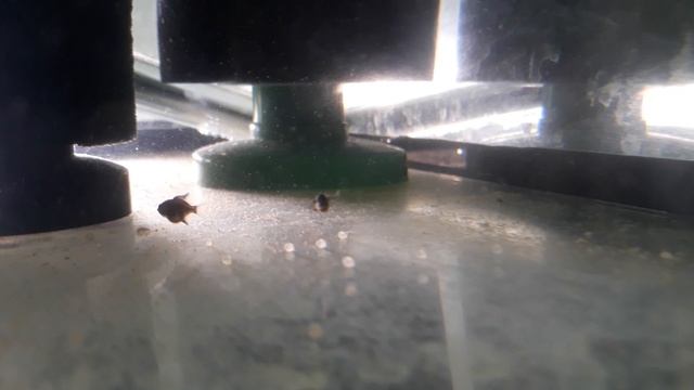 Икра от Штерба. #Штерба #Коридорасы смотреть онлайн