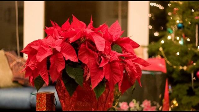 С Наступающим Рождеством Христовым!!!!#Праздник#красота#Рождественскаязвезда#зима#январь смотреть онлайн