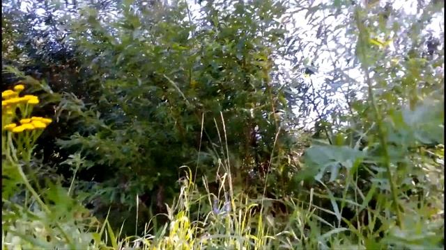 Целебные свойства пижмы и противопоказания смотреть онлайн