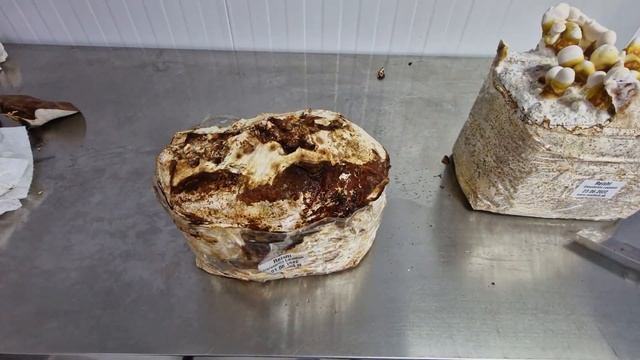 Pestujeme huby doma - REISHI (Ganoderma Lucidum a Ganoderma Lingzhi) смотреть онлайн