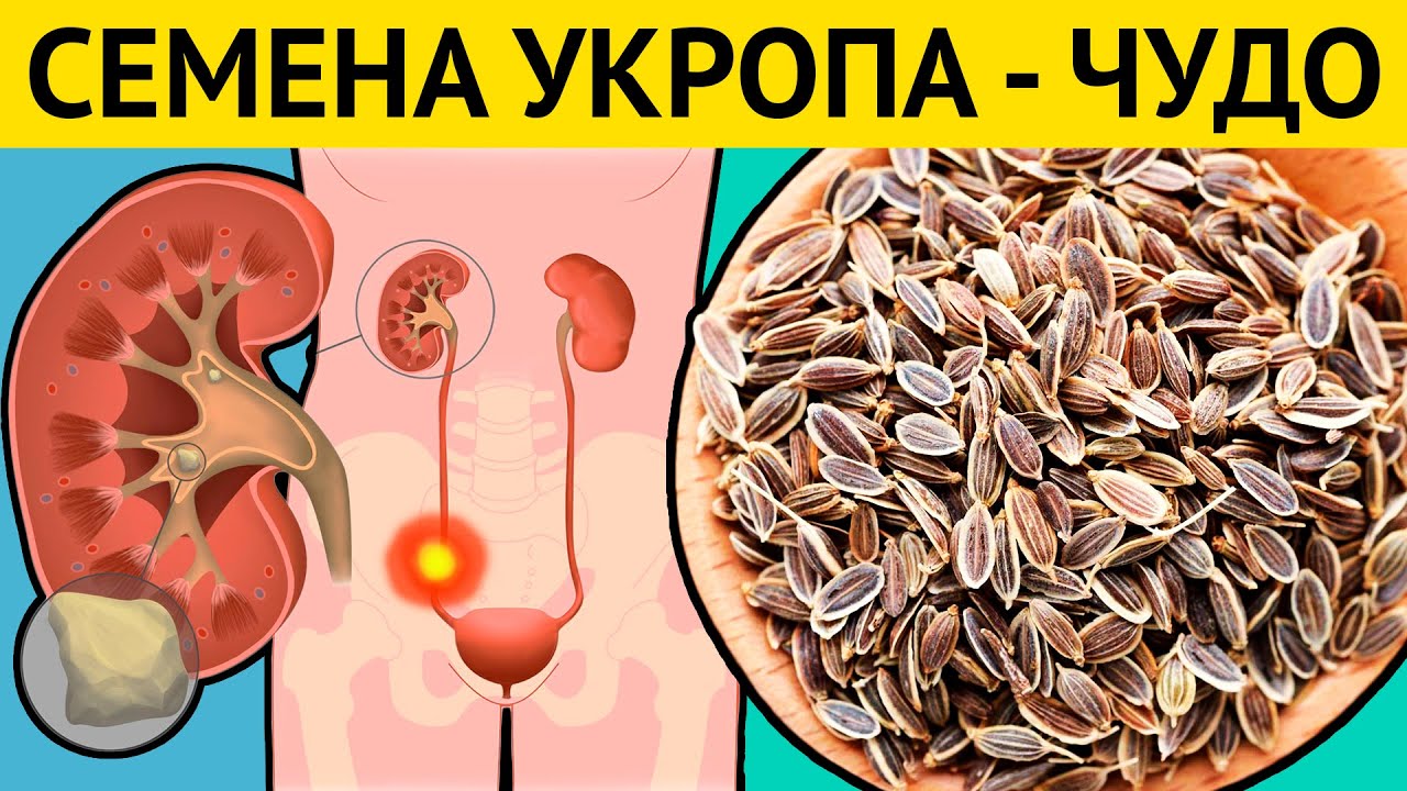 СЕМЕНА ВОЗРОЖДЕНИЯ! Всего одна ложка СЕМЯН УКРОПА и организм как Новый. Врачи в шоке! смотреть онлайн
